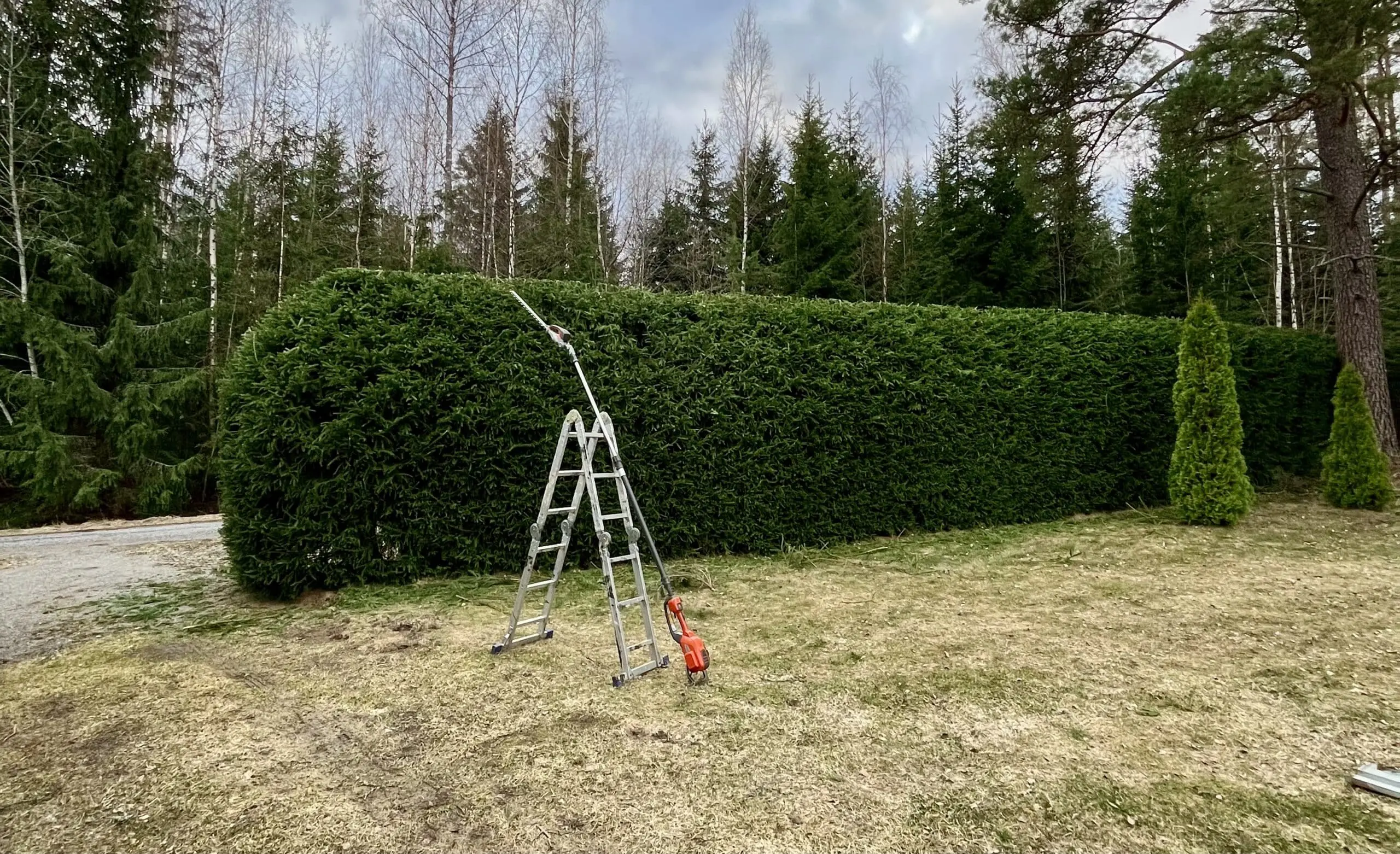 kuusiaidan leikkaus Tampereella teleskooppivartisella pensasleikkurilla.